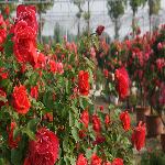 2016�������¼���Ӱ����