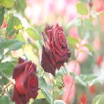 2016�������¼���Ӱ����